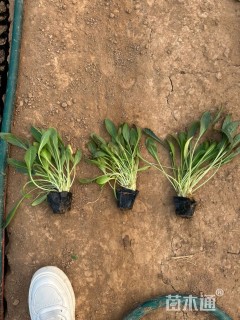 高度20厘米天人菊