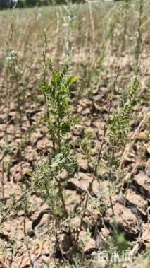 高度40厘米柠条