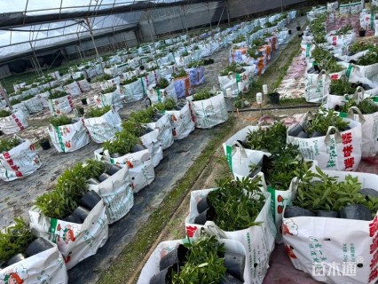 高度25厘米瑞香