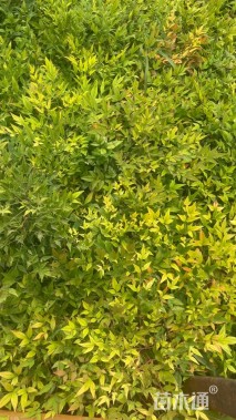 高度20厘米南天竹