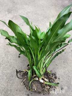 高度15厘米玉簪