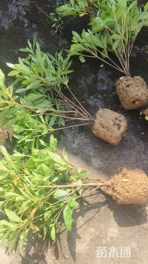 高度30厘米毛鹃