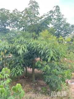 5公分美丽异木棉