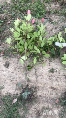 0.5公分红叶石楠