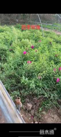 高度50厘米四季玫瑰