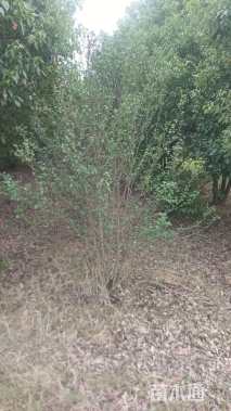 高度250厘米丛生木槿