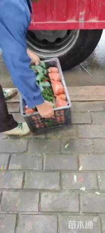 高度25厘米无尽夏绣球