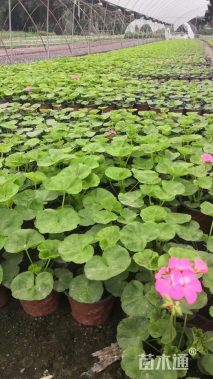 高度35厘米天竺葵