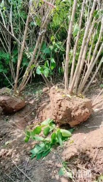 高度130厘米丛生金银木