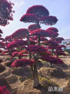 高度300厘米红花继木