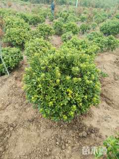 冠幅150厘米海桐球