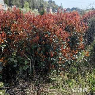 冠幅130厘米红叶石楠球