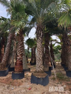 裸干高500厘米中东海枣