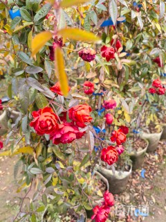 150厘米藤本月季