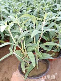 高度10厘米鼠尾草