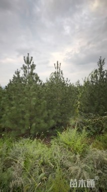 高度250厘米白皮松