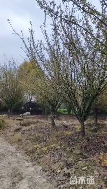 15公分垂丝海棠