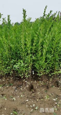 高度40厘米水蜡