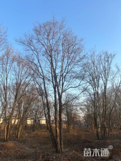 60公分(3杆)丛生朴树