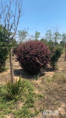 高度180厘米红叶李球