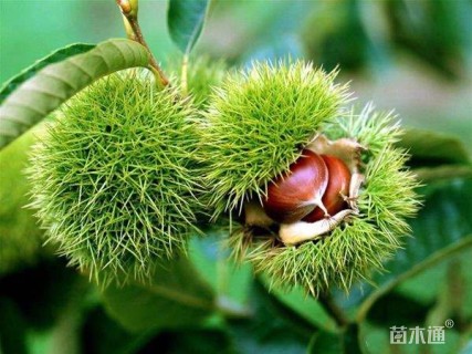 1公分白栎
