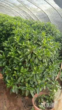 高度80厘米非洲茉莉