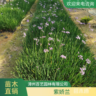 高度30厘米紫娇花