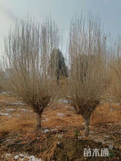 高度530厘米木槿