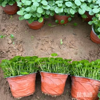 高度10厘米铜钱草