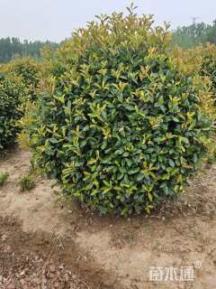 冠幅200厘米红叶石楠球