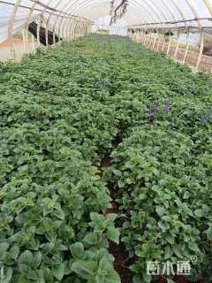 高度30厘米鼠尾草