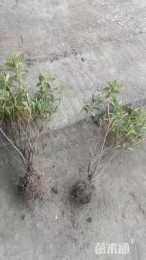 高度40厘米毛鹃