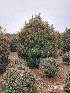 冠幅270厘米石楠球