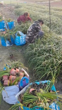 高度30厘米大花萱草