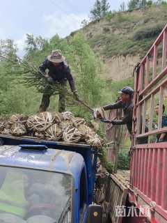 高度180厘米云杉