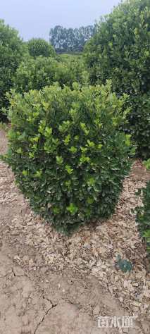 冠幅100厘米大叶黄杨球