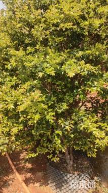 高度250厘米嘉宝果