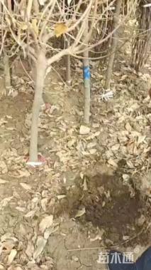 高度300厘米蜡梅