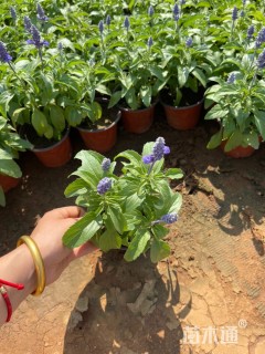 高度15厘米一串蓝