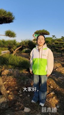 高度360厘米黑松