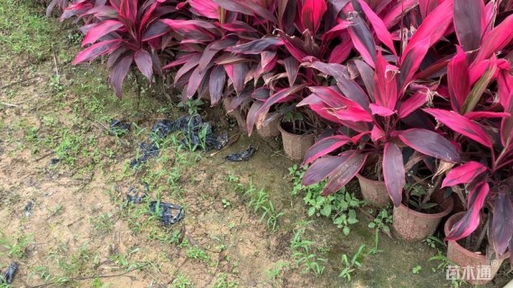 高度60厘米亮叶朱蕉