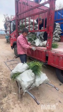 高度100厘米巴茅