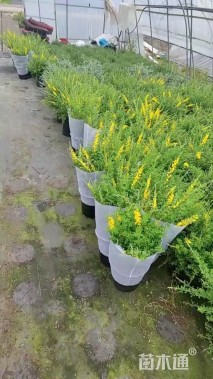 高度30厘米金雀花