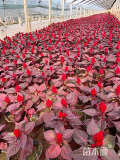 高度10厘米一支笔