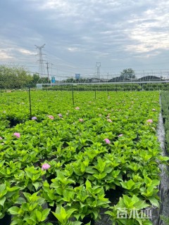 高度25厘米无尽夏绣球