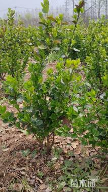 冠幅30厘米胶东卫矛球