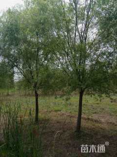 18公分西湖垂柳