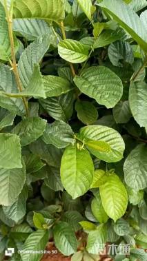 0.8公分川滇桤木