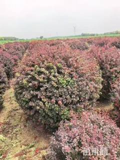 冠幅100厘米红叶小檗球