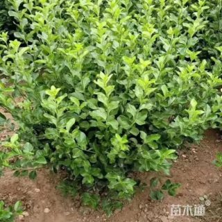 高度50厘米卫矛小苗